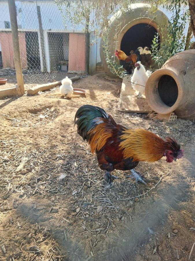 Finca Rural La Canera 16 Huespedes Seville Ngoại thất bức ảnh